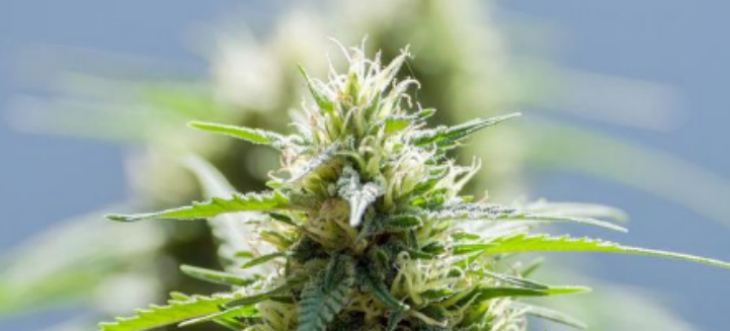 pg电子游戏试玩(模拟器)官方网站 -手机版app下载